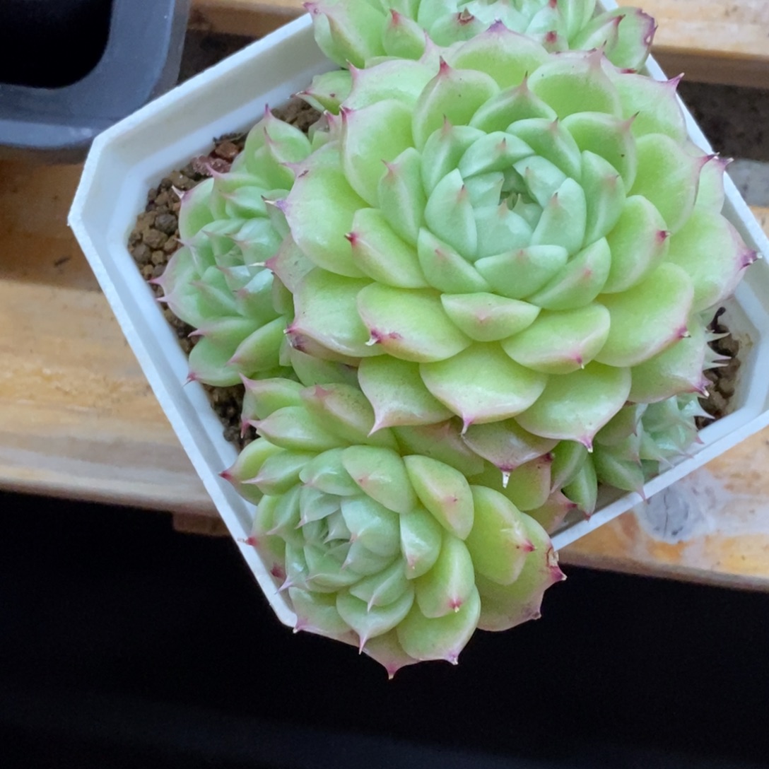 精品多肉一物．．．拍不包整107