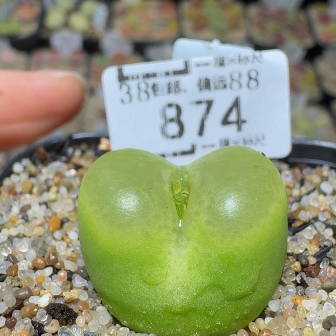 Ssss精品生石花874