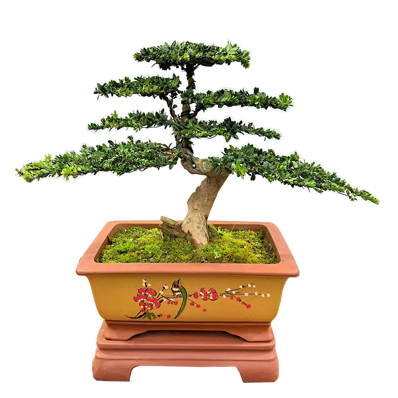 汇小澜盆景【一拍一付】精品罗汉松