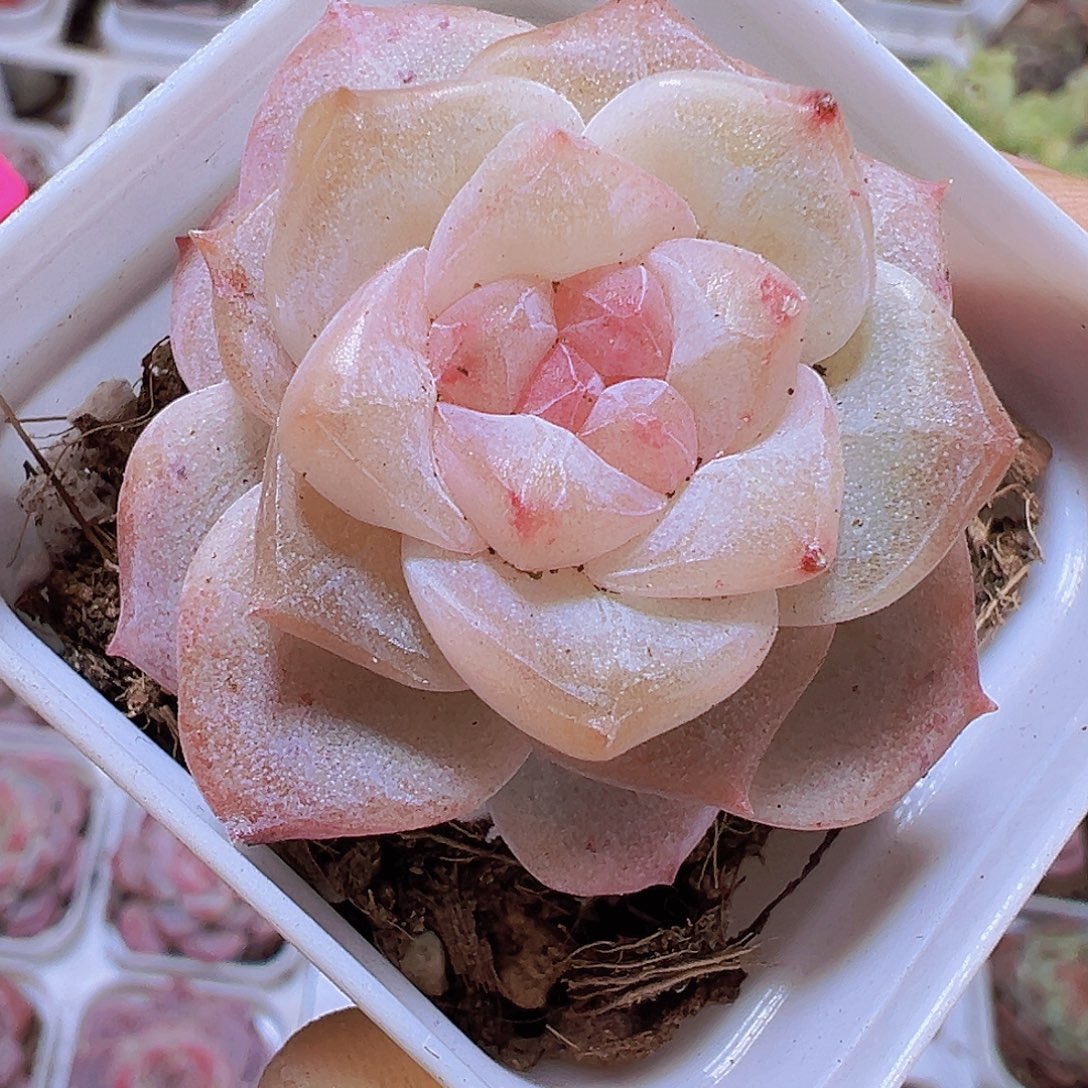 5.5盆冰钻19包邮多肉