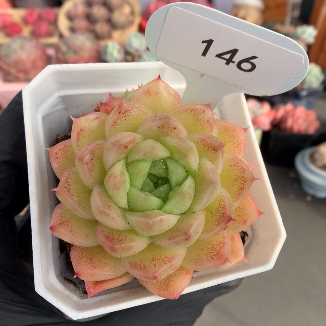 146 菠萝蜜麦杆多肉