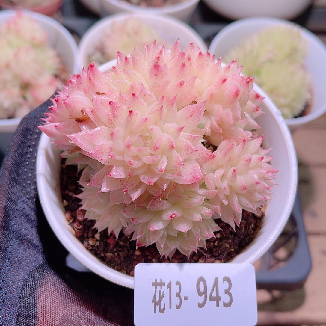 花利美13-943麦秆