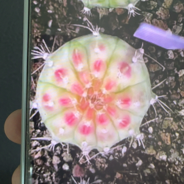 71-0225轮回泰国发货多肉