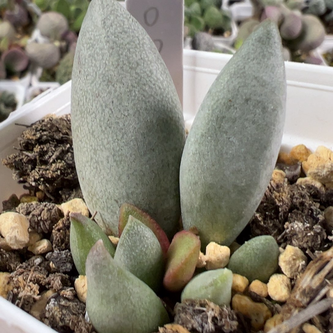 w厚粉实生新品多肉植物