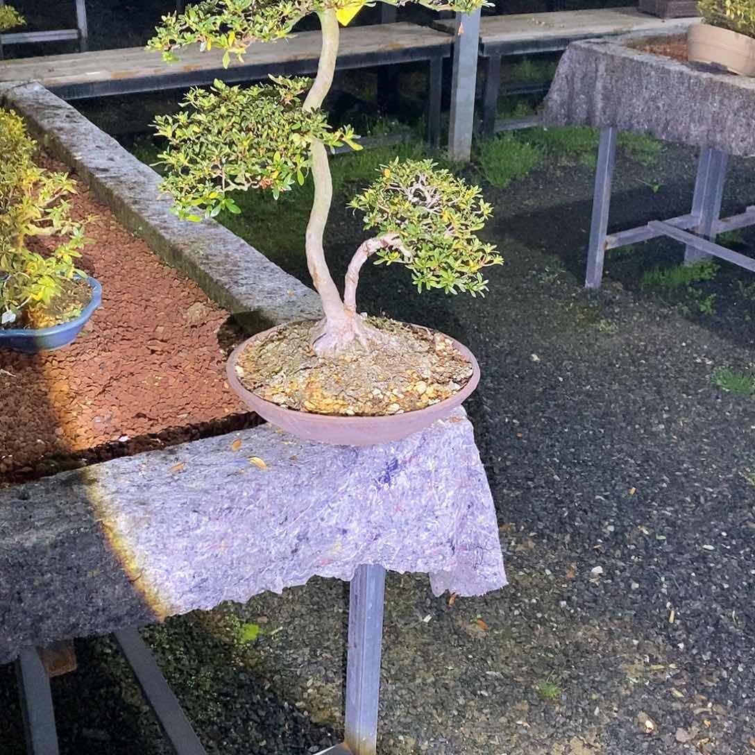 美**丽杜鹃花包邮6844