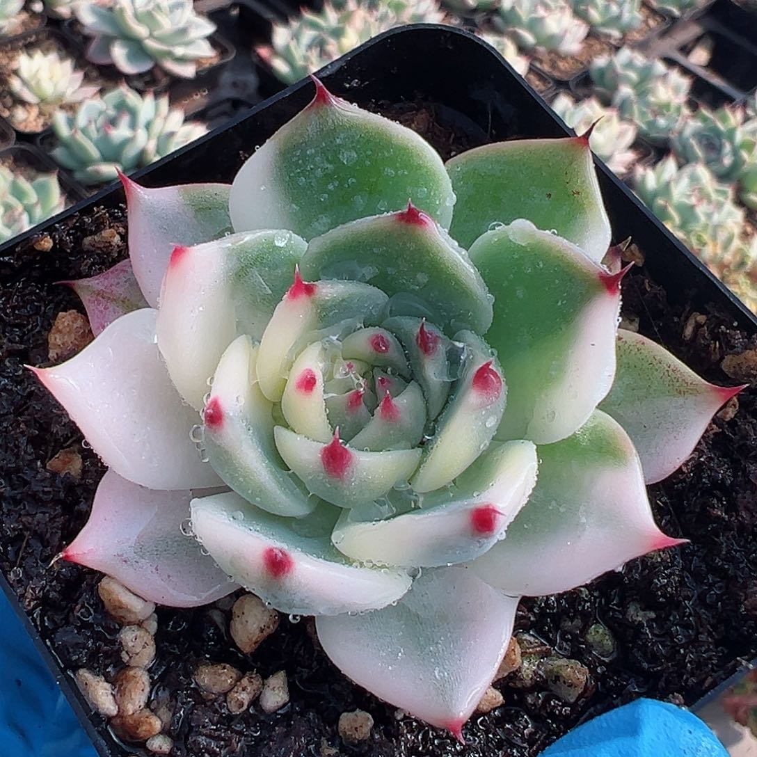 吉娃娃锦，花脸锦