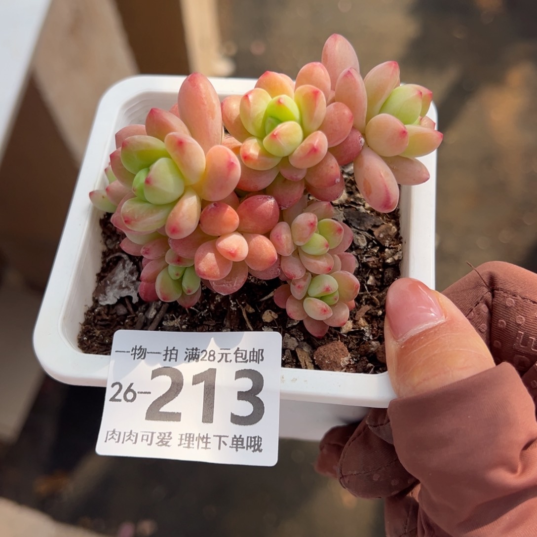 香格里拉多肉多肉多肉多肉