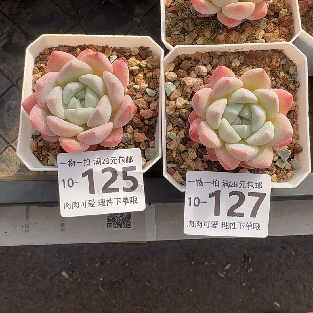 不***鱼厚梦无盆土发货无无