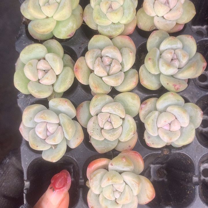 奶油冰玉10颗  。（满9.99包邮不满9.99发叶子）