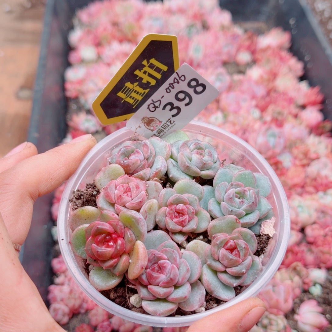 多肉植物多肉植物