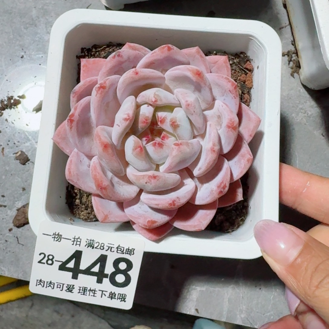 橙梦露无盆土发货无盆土