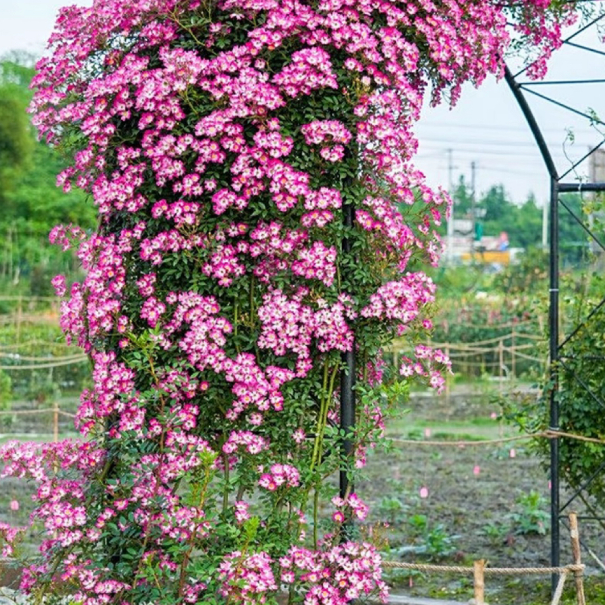 斜阳伞月季大型藤本月季可以做垂钓做拱门做花墙多季节开花