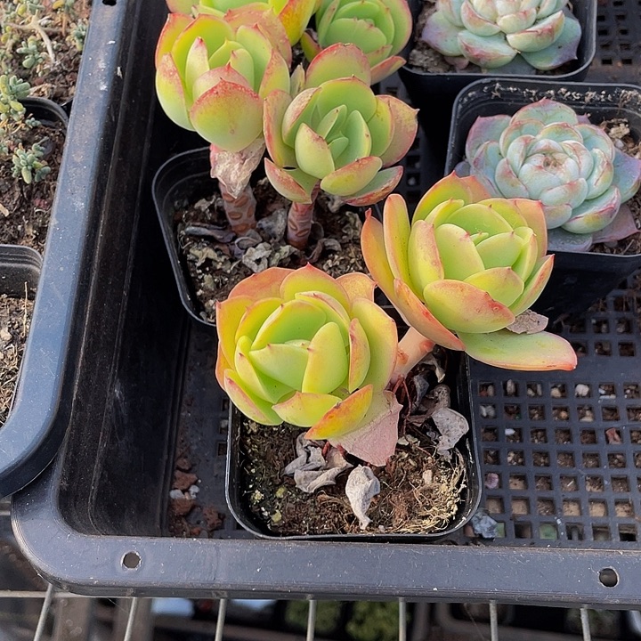 双头碧桃带盆土发货