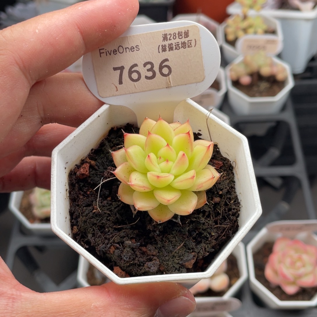 闪光7636-4.0厘米