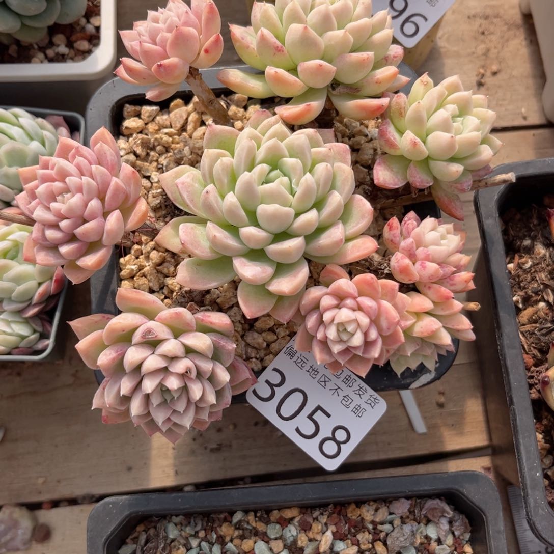 大2058；h d h cv b b b b b