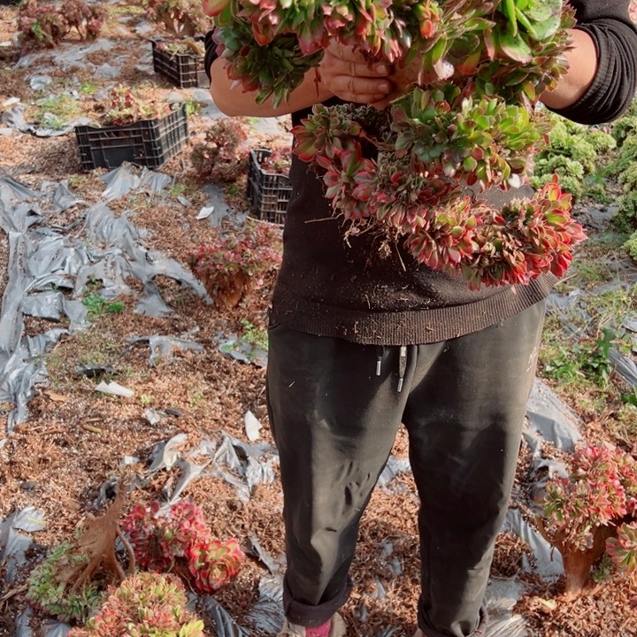 超大女郎醉话花脸10号多肉法师