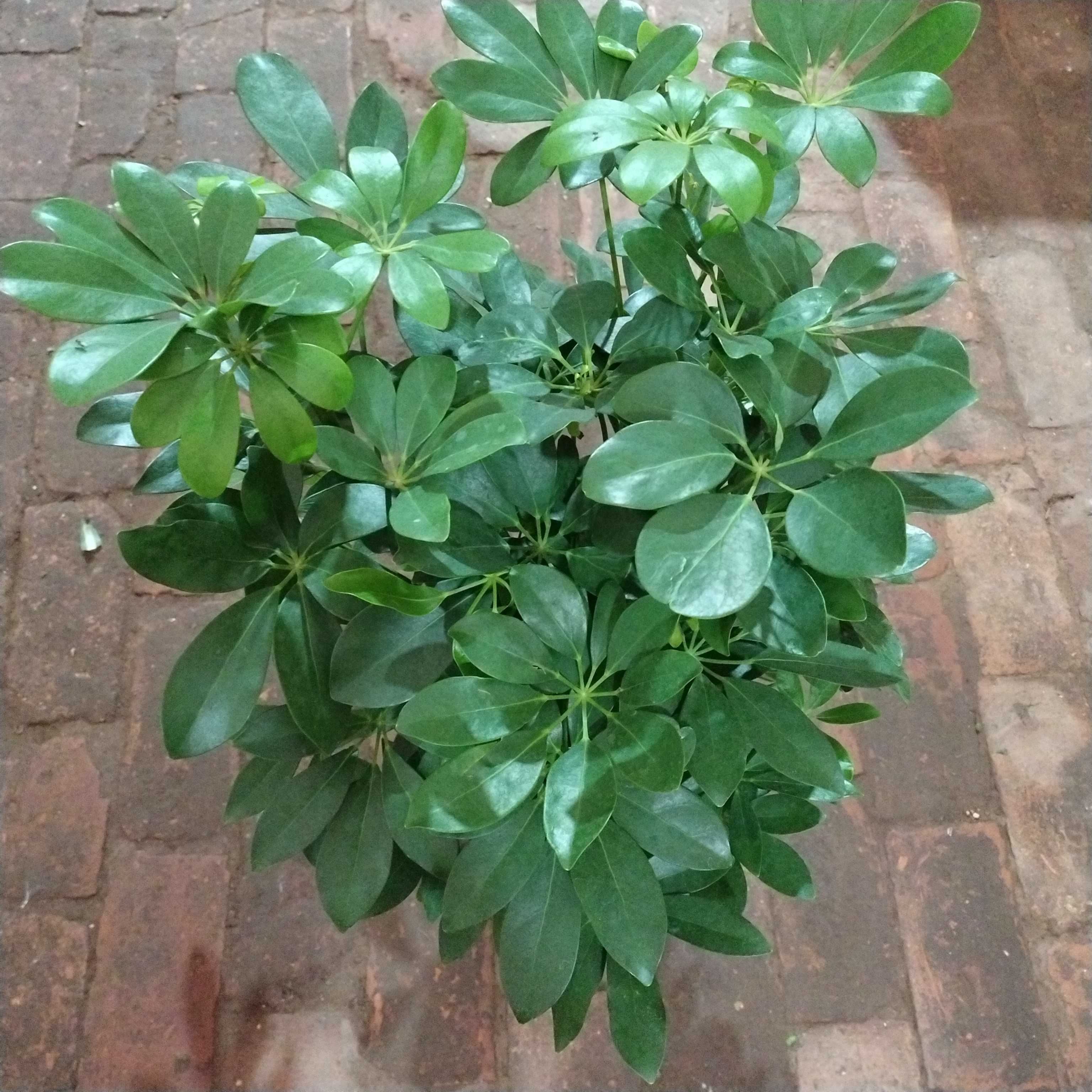 大颗八方型鸭脚木招财树室内绿植茶室盆栽八方来财