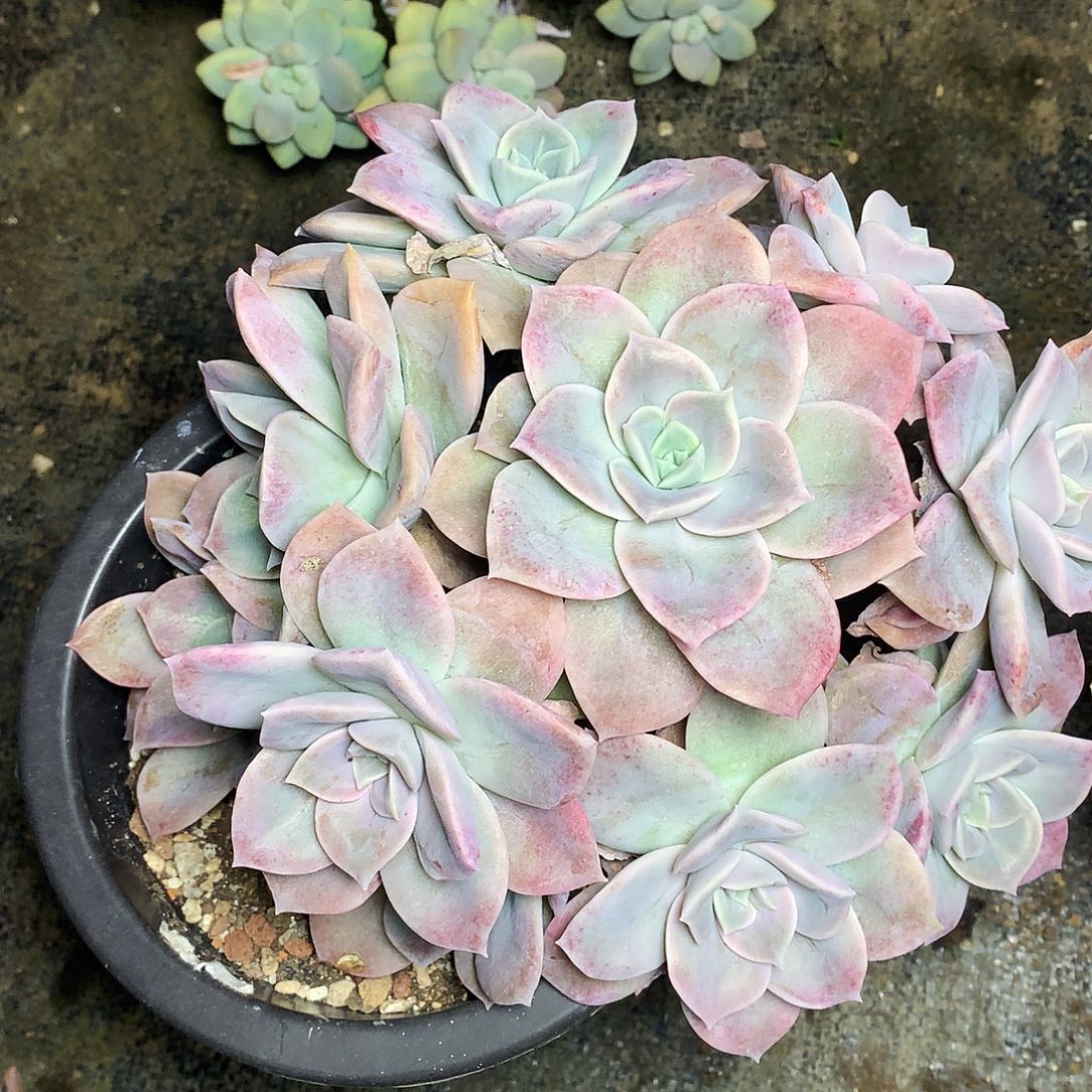 大叶玫瑰一物一拍