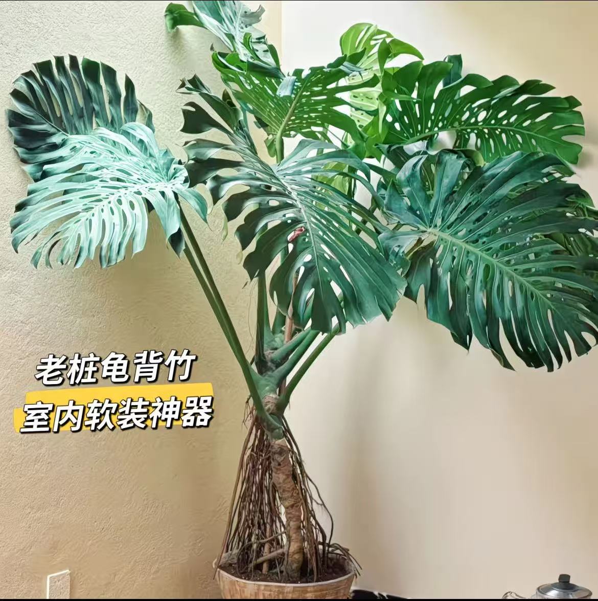 龟背竹盆栽室内大植物客厅净化空气吸甲醛卧室阳台防辐射观叶绿植