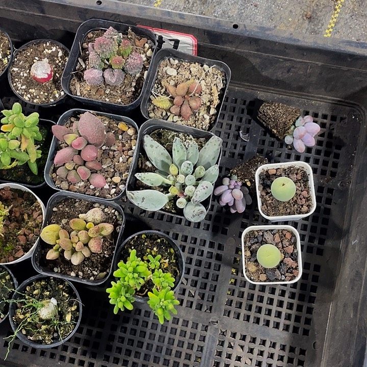 韩***萌47号筐带盆土发货