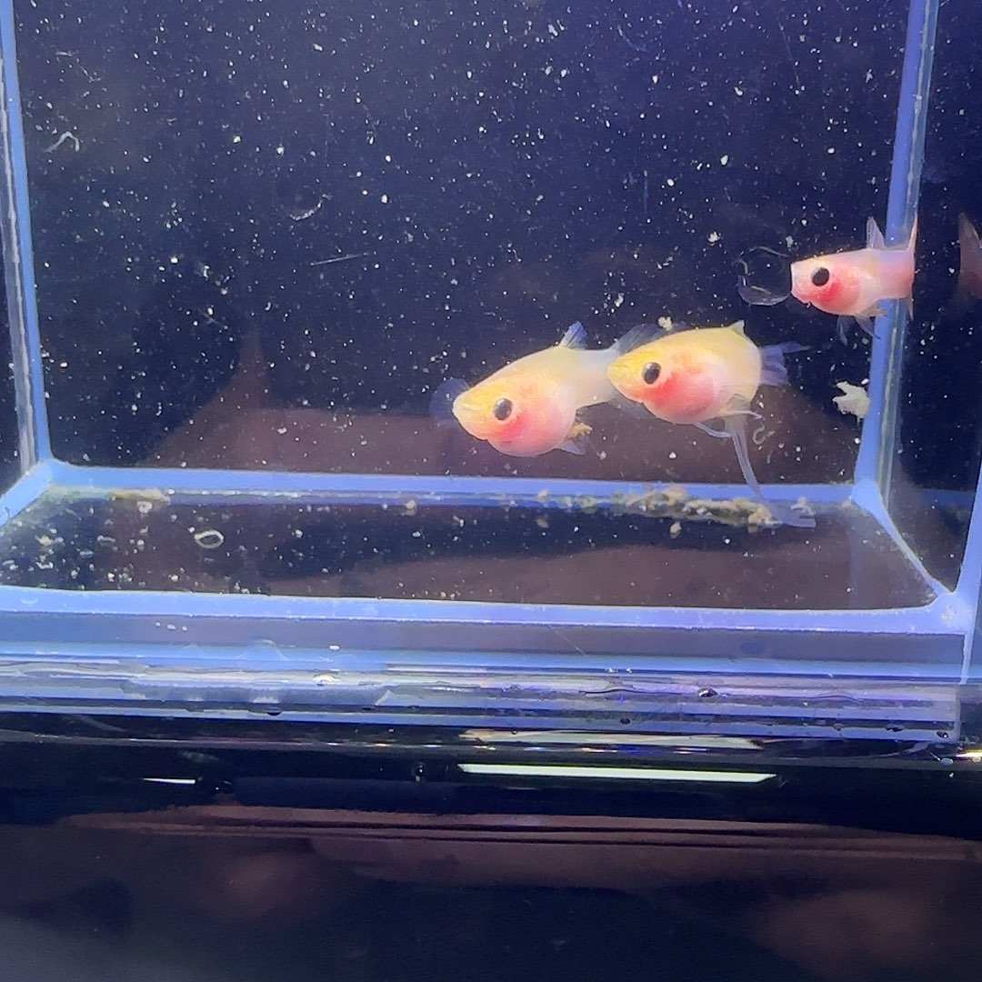 孔雀鱼幻彩普C。41号。