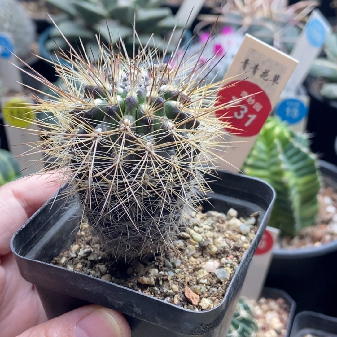 实生狂刺伏龙玉4.2cm