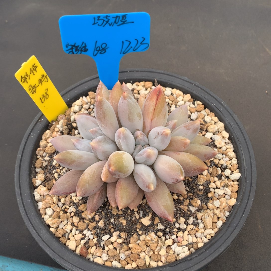 我们家的小姐姐们