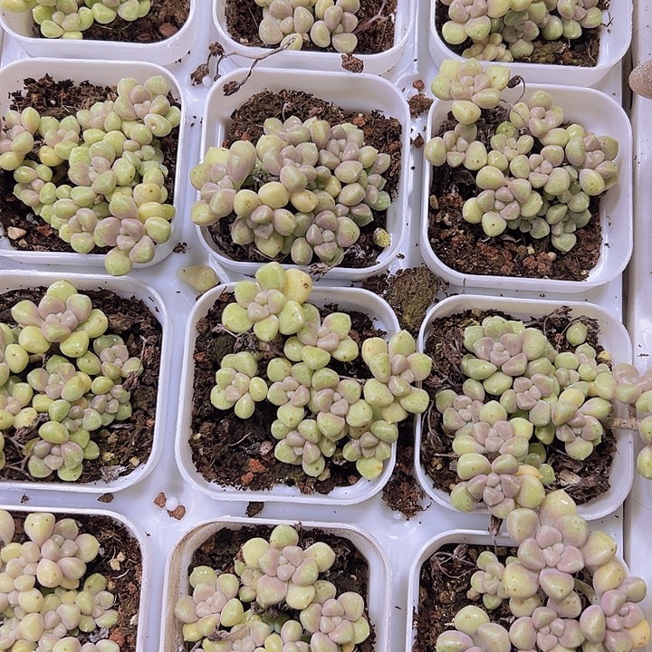 丸叶秋丽19包邮多肉植物