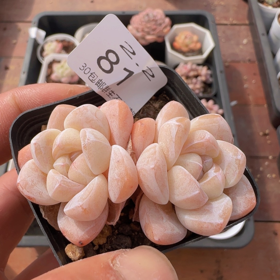 双头冰玉一颗脱土