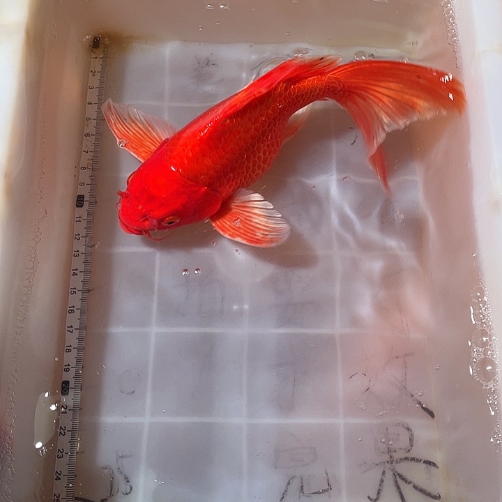 蝴蝶鲤鱼渔场直发48