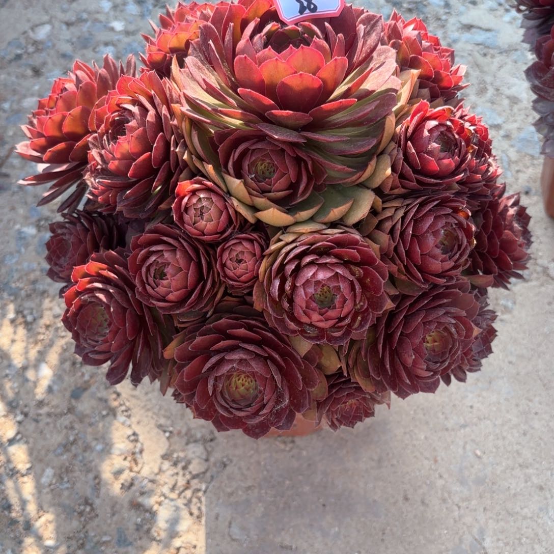 无花朵28红膜多肉植物