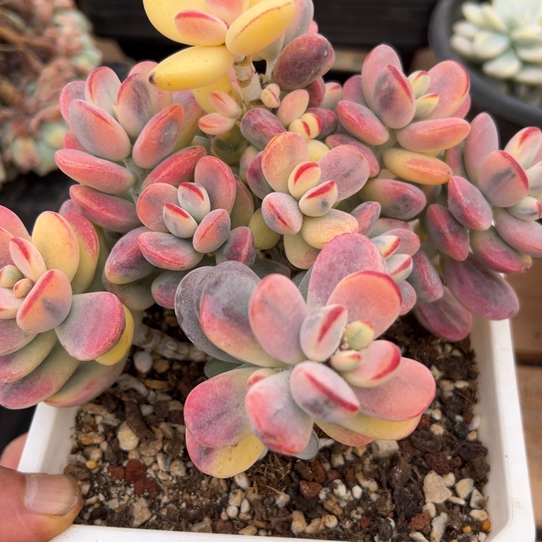 淘多肉乒乓福娘锦一个