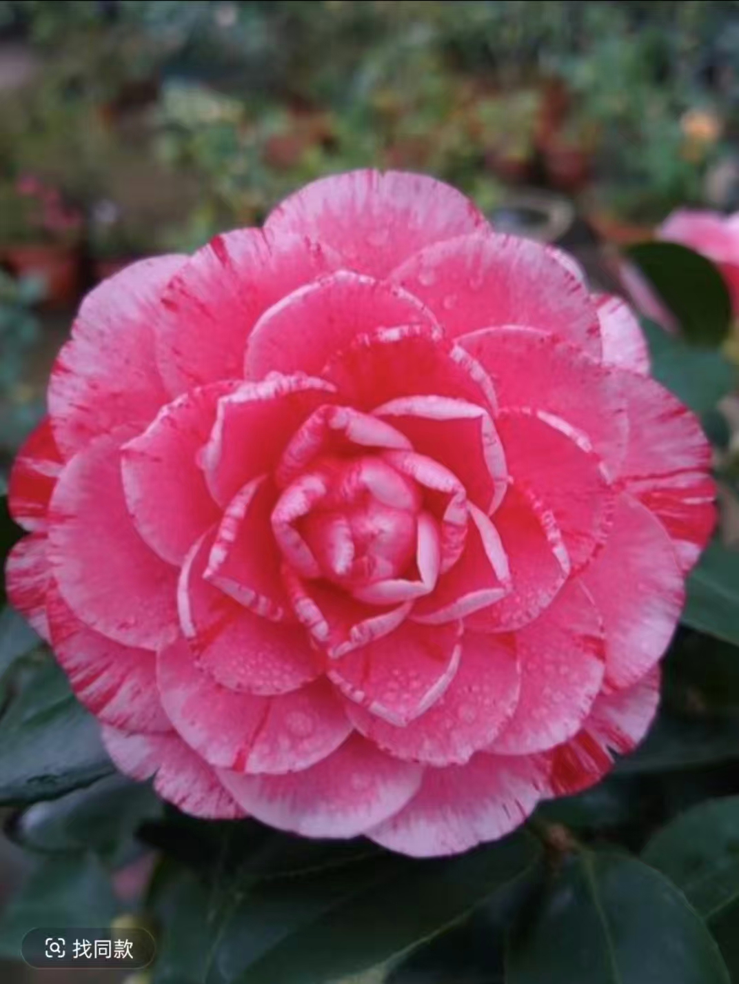 五色赤丹茶花盆栽室内外好养