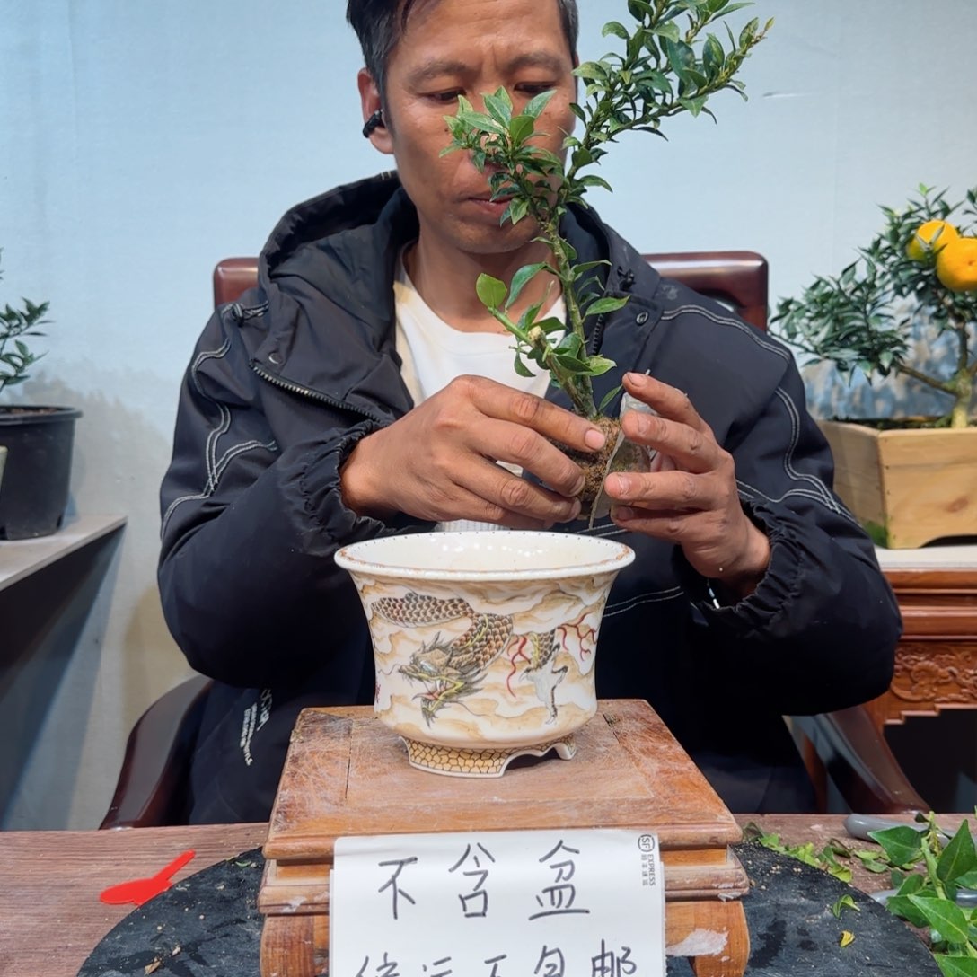 当前无花朵，栽培后可花朵专****的