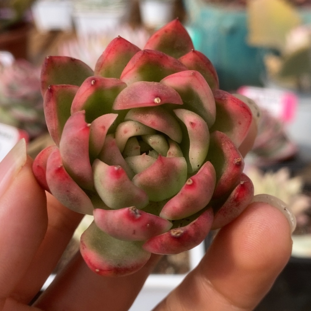 16南塔锦锦锦锦锦锦