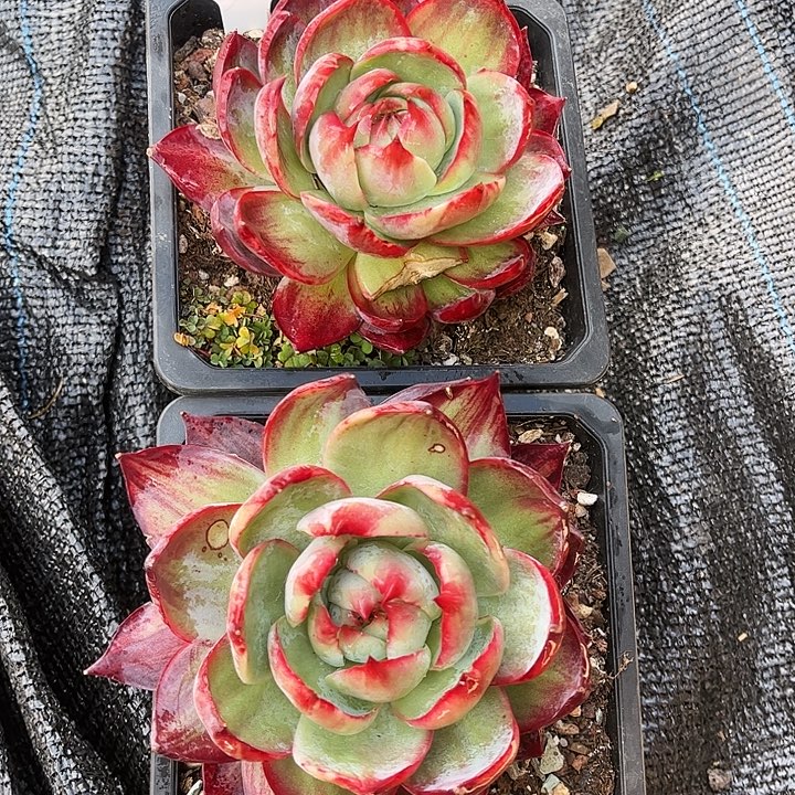 惊鸿仙子一物一拍，2颗瑕疵