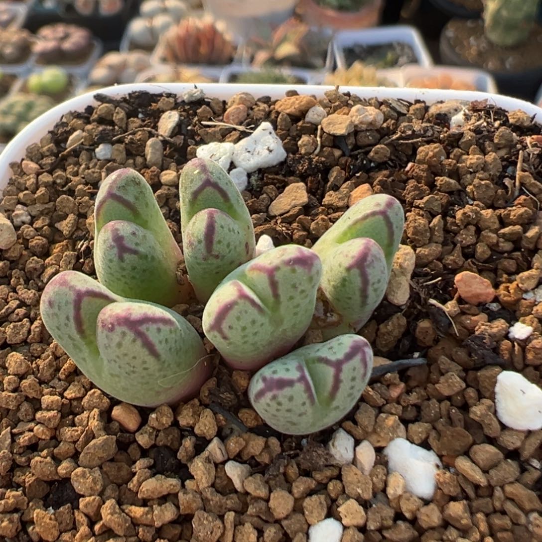 99多肉植物百科原始斑马