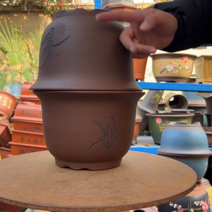 25+25平角金钟花盆花盆花盆