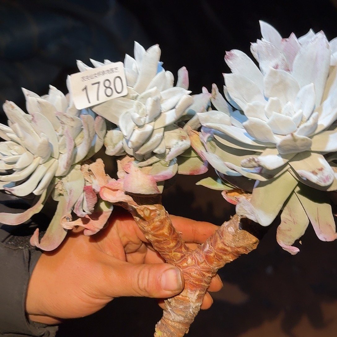 M***g3代杂交仙女杯多肉福利