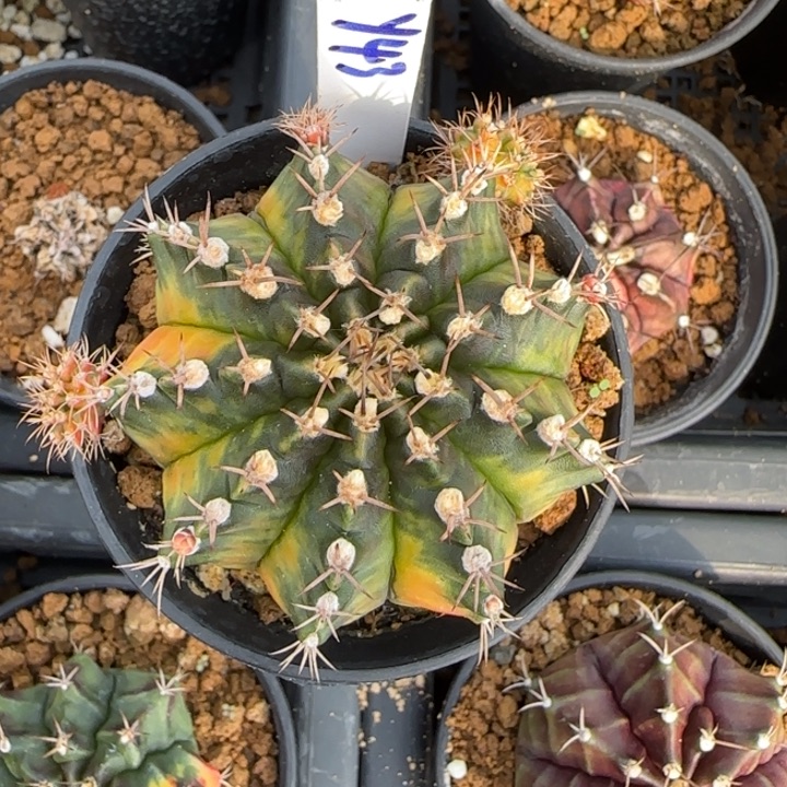 43-0110哦若拉泰国发货多肉