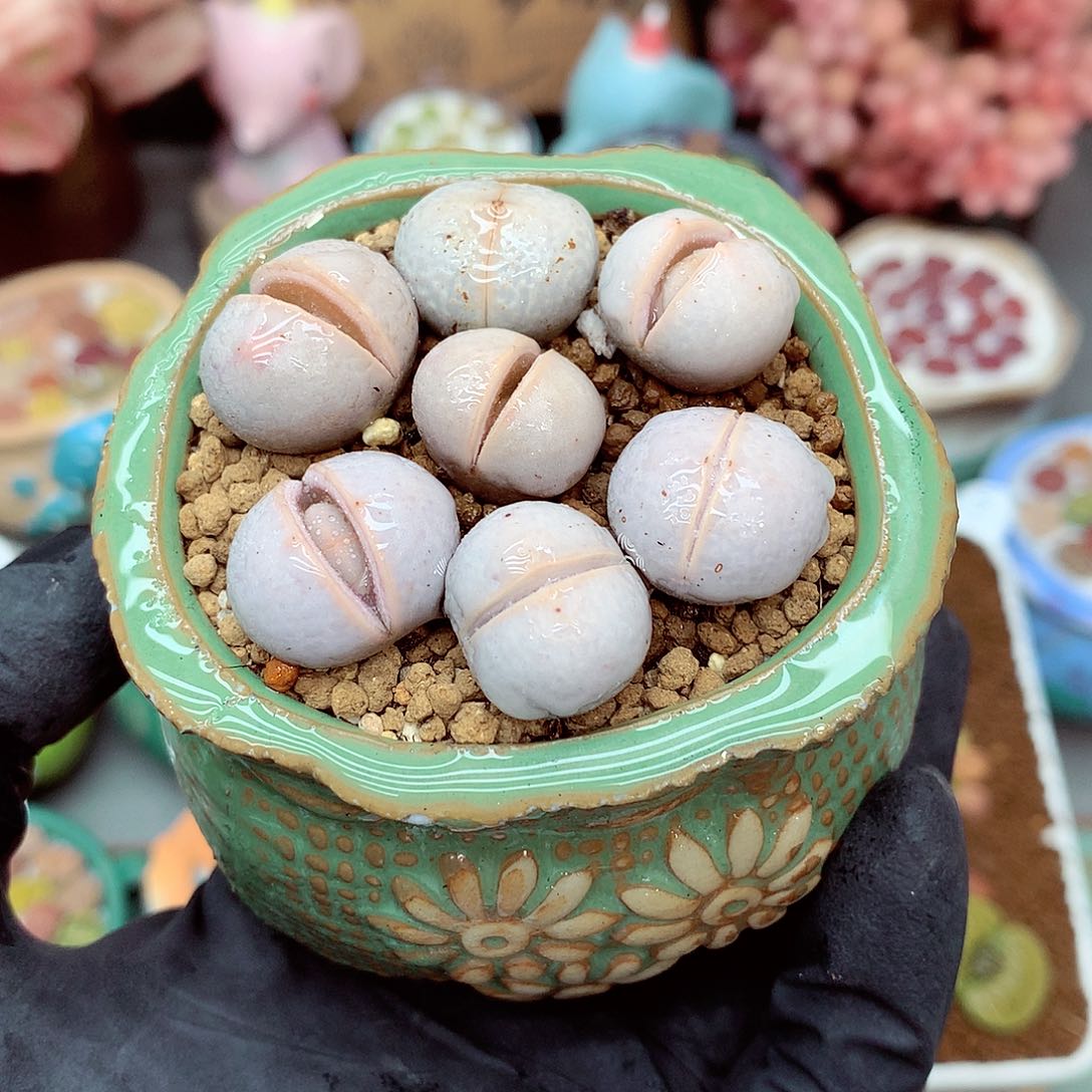 郎哥多肉生石花9-65