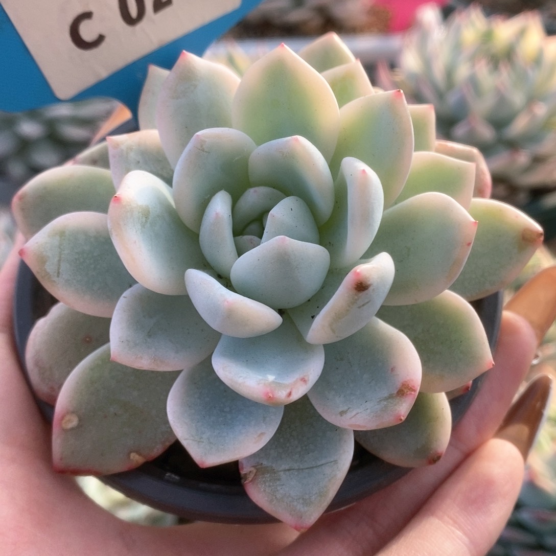 262梦露锦锦锦锦锦锦