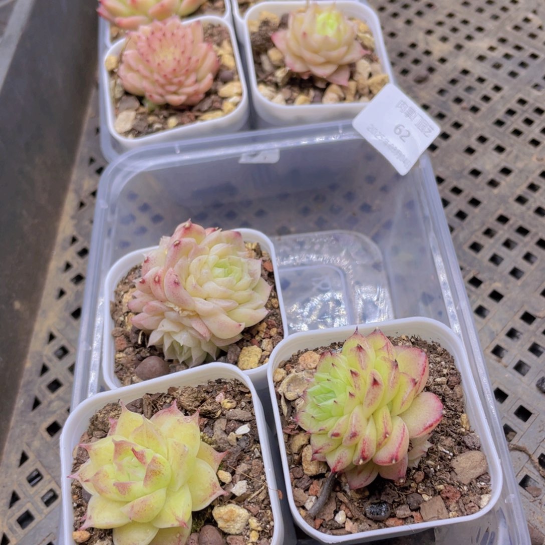 开心快乐幸福062