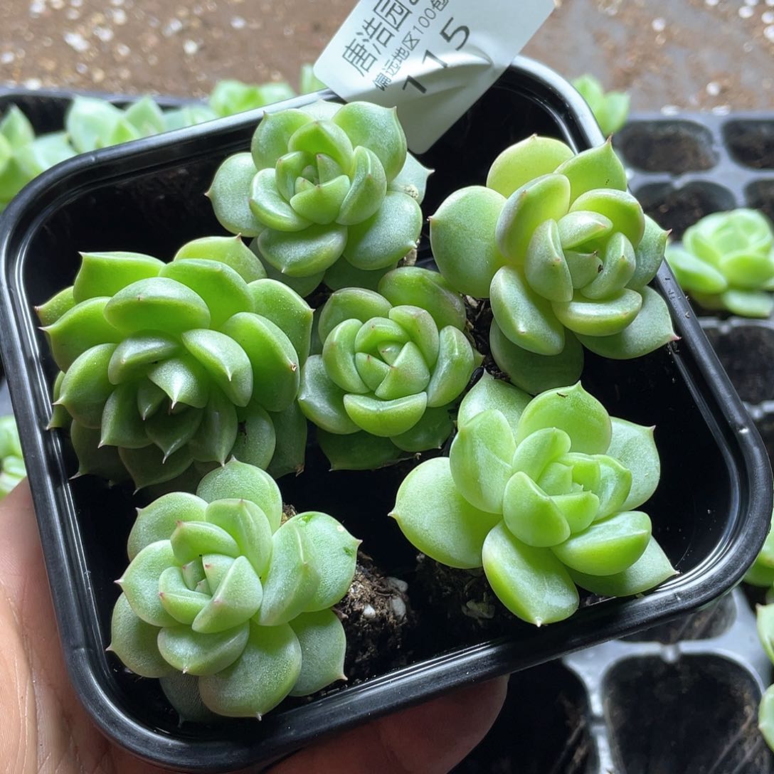 绿珍妮一物一拍115