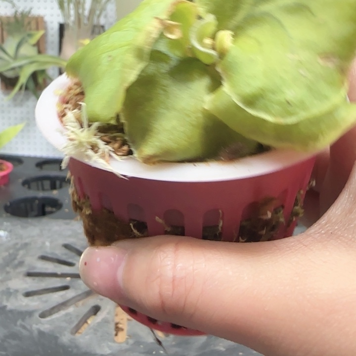 细叶亚猴鹿角蕨哦