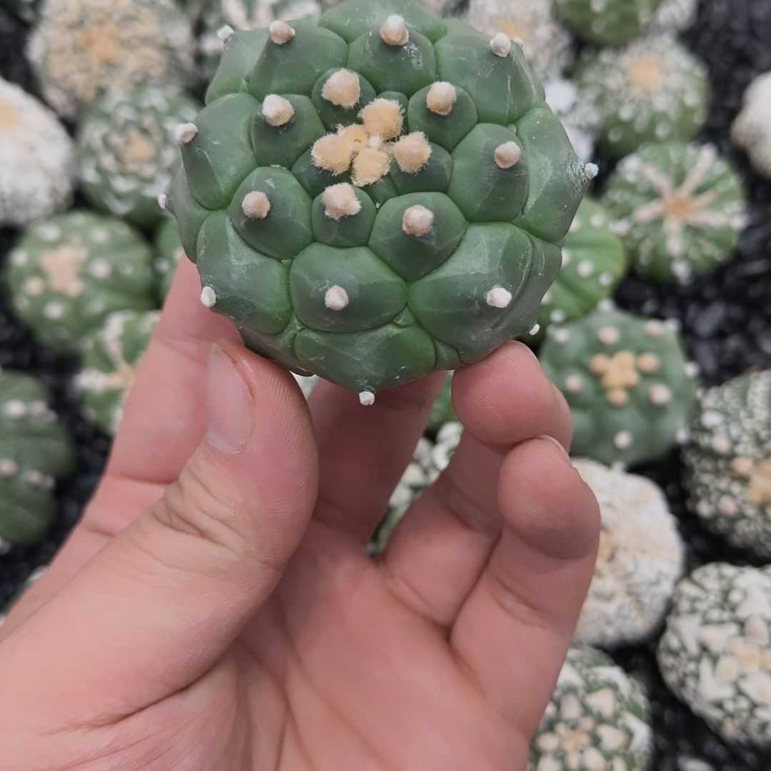 加***猫龟甲角you琉璃兜兜兜