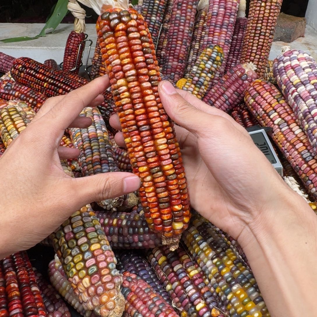 就***！吊坠柏香籽/百香籽