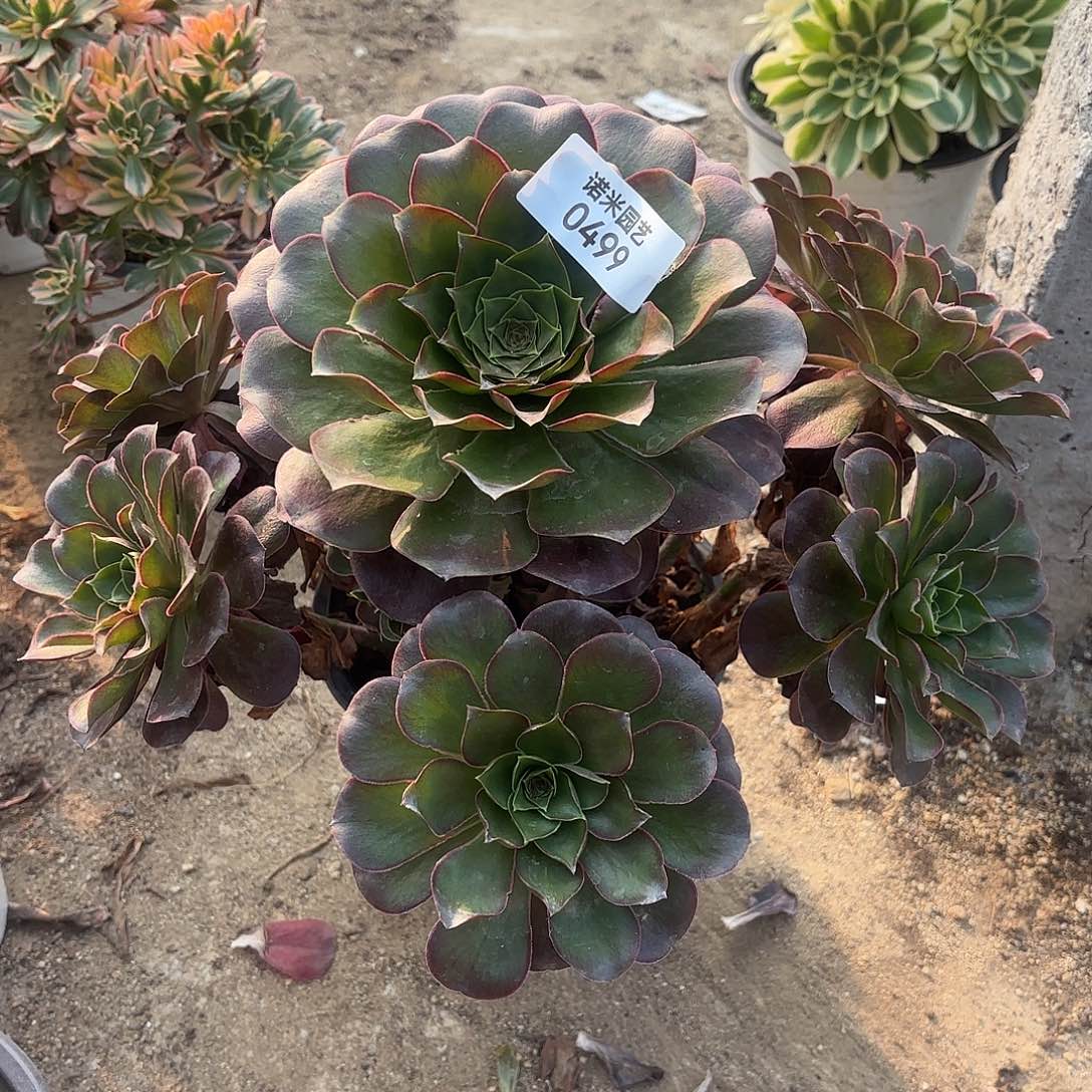 魅金手捧多肉植物499
