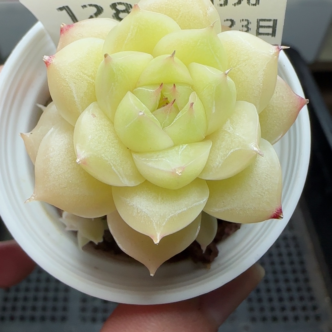 0123-128玉透麦秆