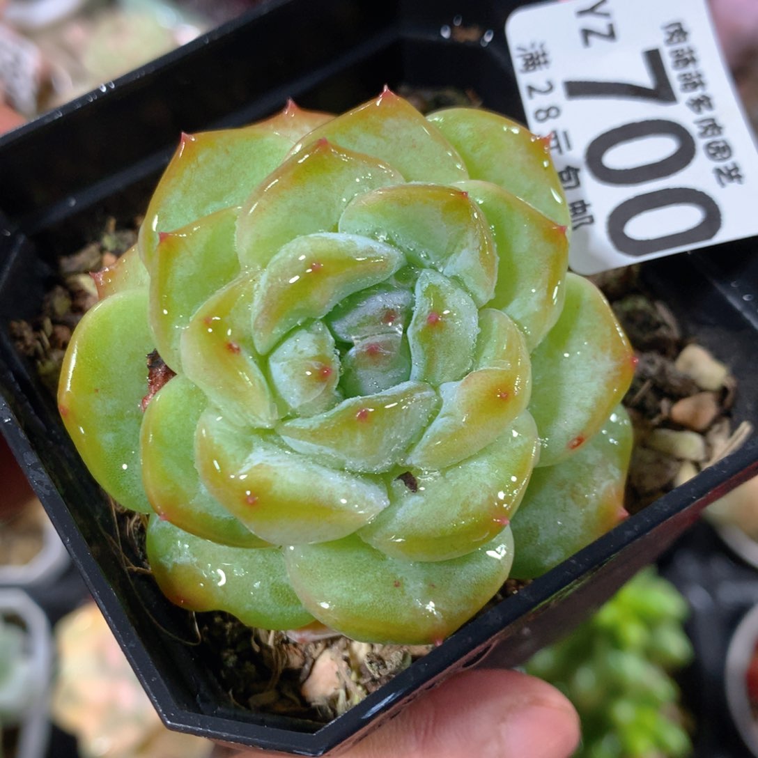 5CM拇指盆精控多肉YZ700
